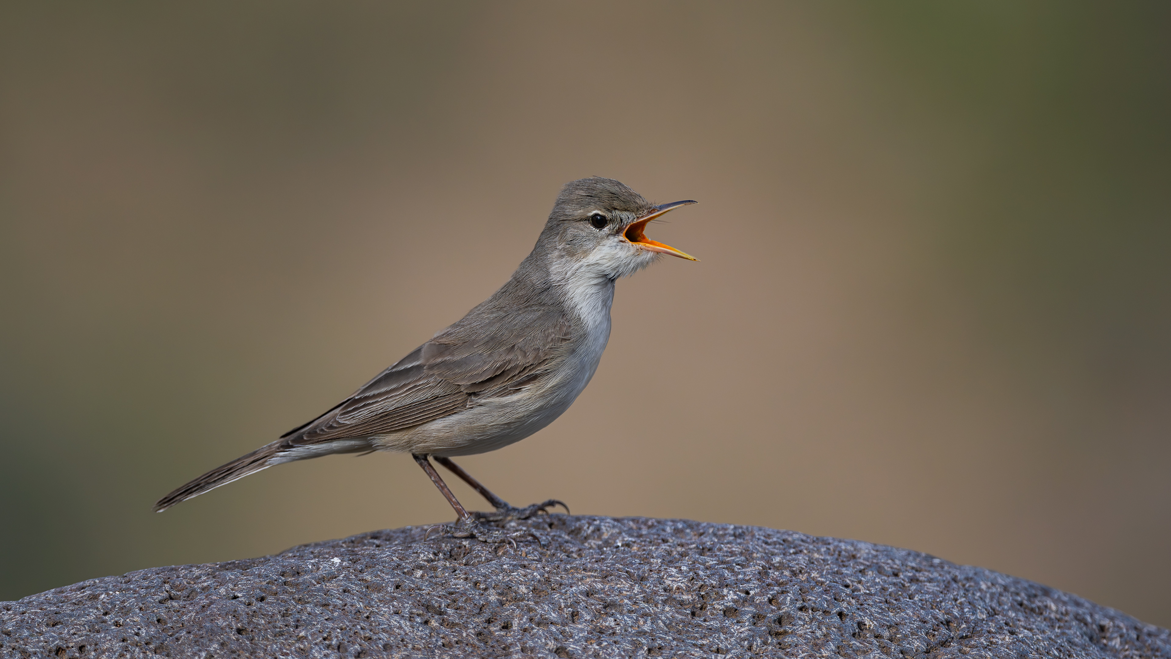 Upcher's Warbler